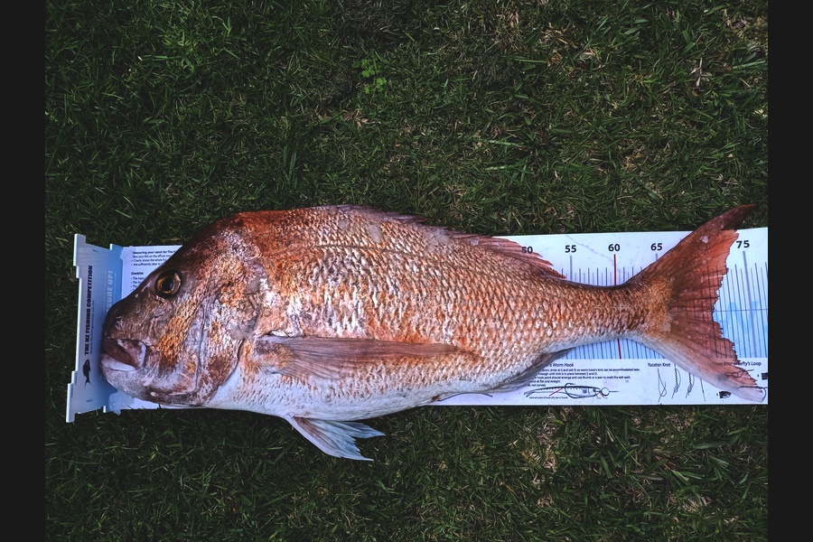Nicole  Frood caught this 70.0cm Snapper at Bay of Islands during The Export NZ Fishing Competition