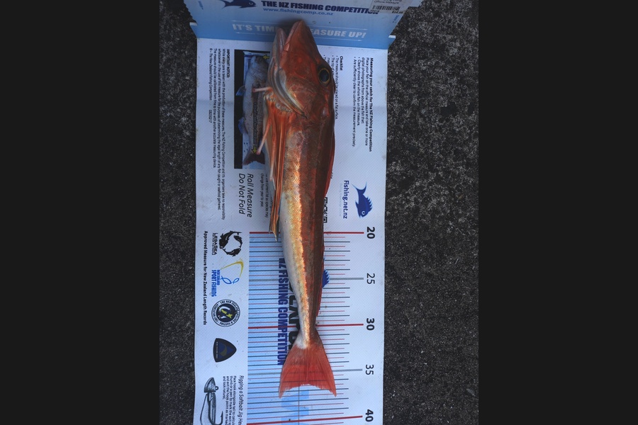 Bruce Hooper caught this 36cm Gurnard at Waipu during The Export NZ Fishing Competition