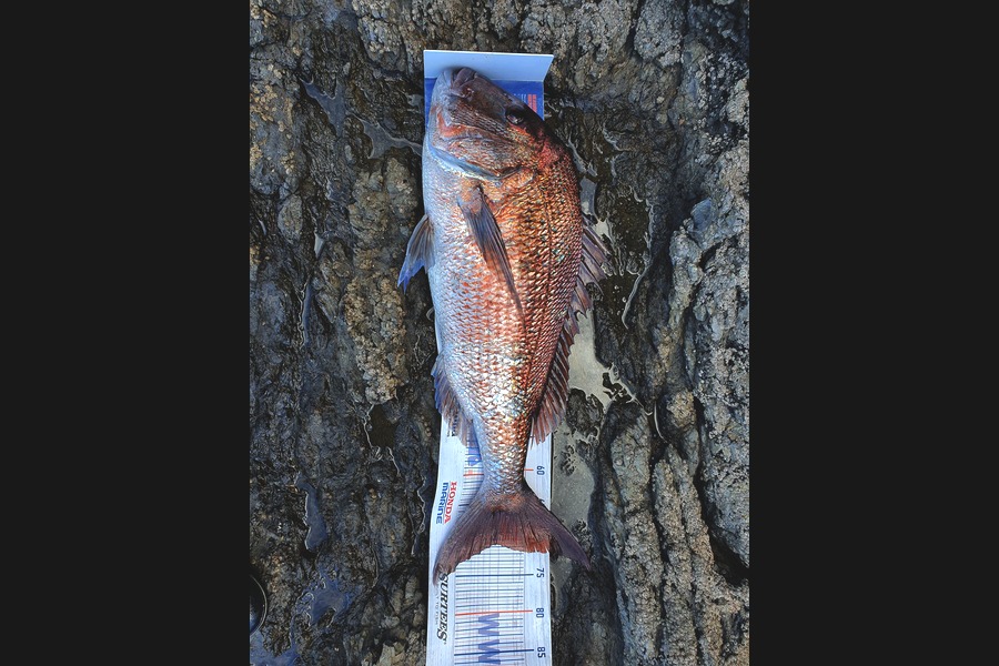 John  Currie caught this 70.5cm Snapper at Northland  during The Export NZ Fishing Competition
