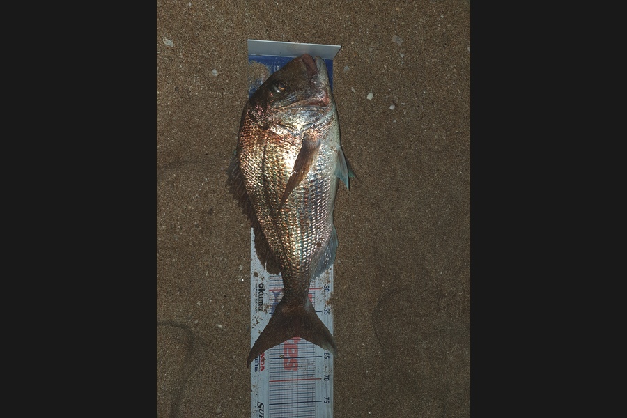 John  Currie caught this 60.5cm Snapper at Far North  during The Export NZ Fishing Competition