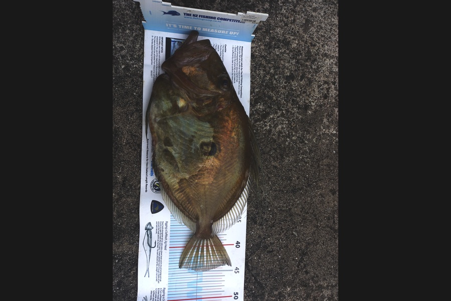 Bruce Hooper caught this 45.0cm John Dory at Waipu during The Export NZ Fishing Competition
