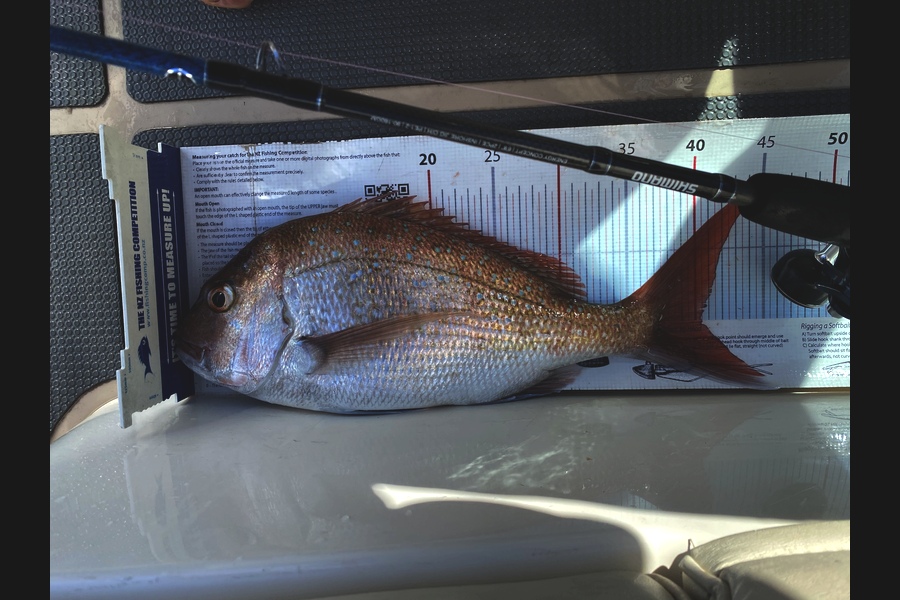 Ian Pedersen caught this 40.5cm Snapper at BOP during The Export NZ Fishing Competition