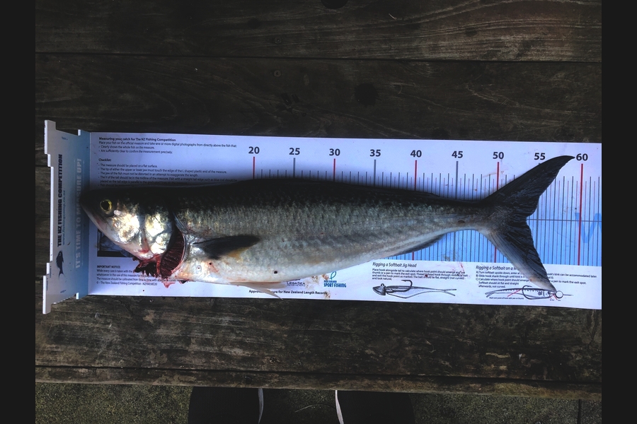 Mike Speed caught this 53.5cm Kahawai at Tauranga during The Export NZ Fishing Competition