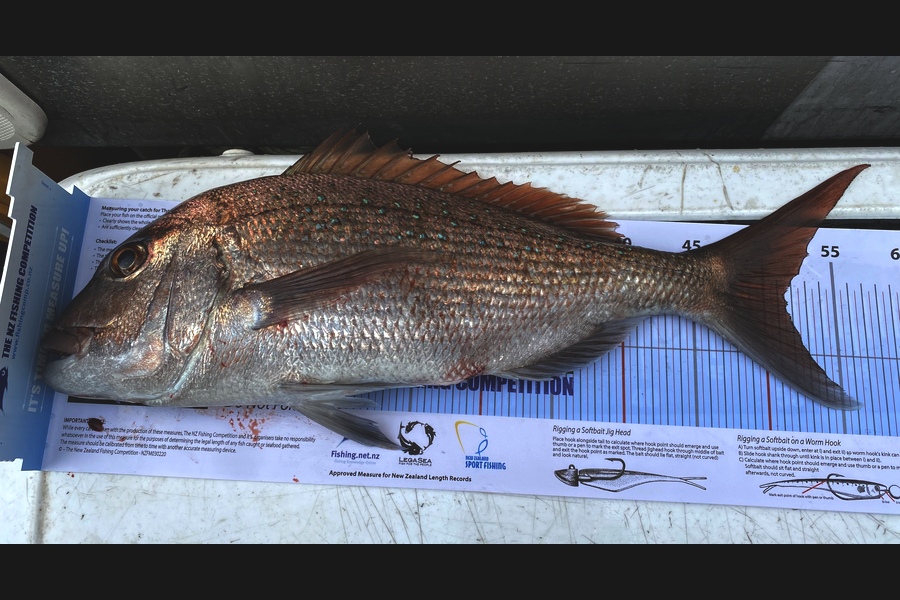 Heather Staines caught this 46cm Snapper at Pauanui Point during The Export NZ Fishing Competition