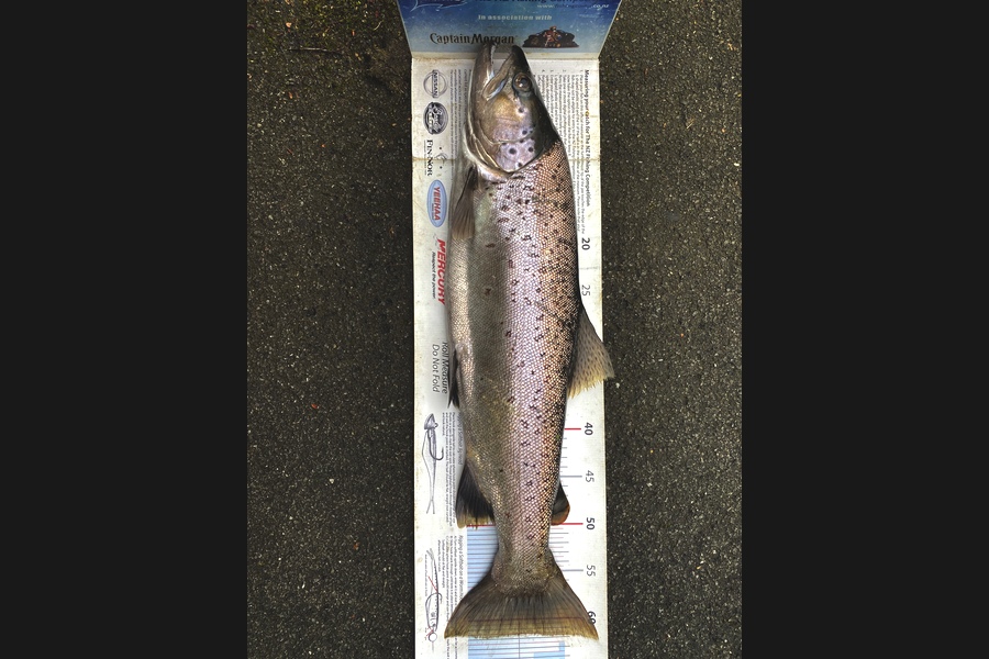 Johnny Huynen caught this 61.5cm Trout at Wairarapa  during The Export NZ Fishing Competition