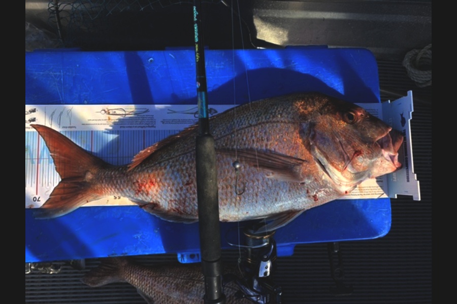 Mark Keatley caught this 65.5cm Snapper at Kari Kari  during The Export NZ Fishing Competition