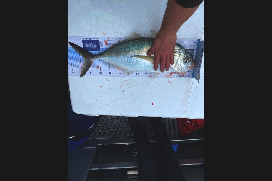 Dan  Govier caught this 58.0cm Trevally at D'Urville Island during The Export NZ Fishing Competition