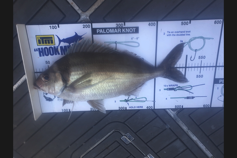 Kory Moorcock caught this 46cm Tarakihi at Gisborne during The Export NZ Fishing Competition