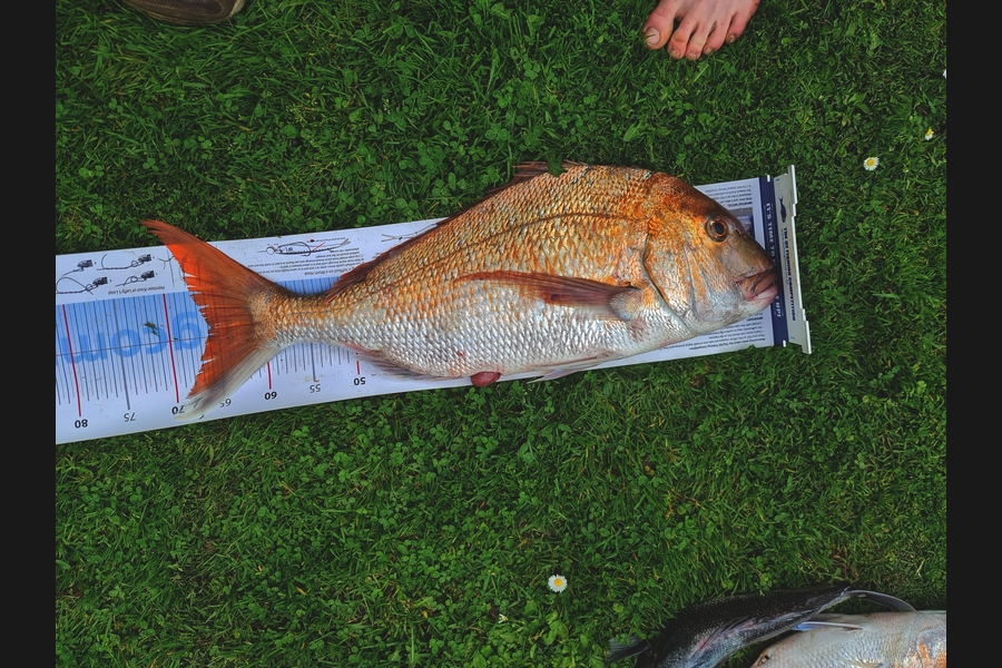 Hendrik Klopper caught this 65.5cm Snapper at Whanganui during The Export NZ Fishing Competition