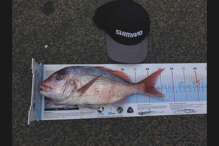 Ian Campbell caught this 42.0cm Snapper at Opito Bay  during The Export NZ Fishing Competition