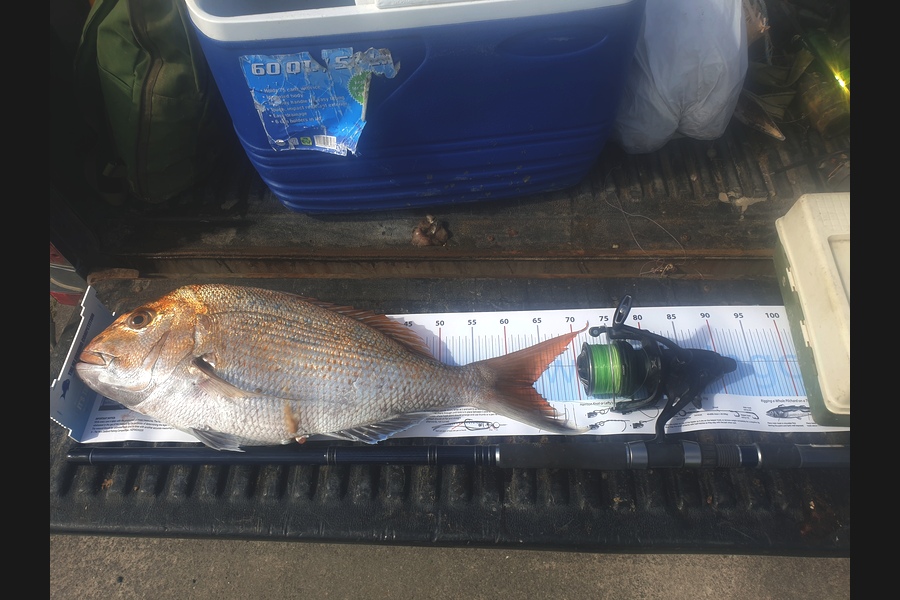 Brant Julian caught this 63.5cm Snapper at Pouto during The Export NZ Fishing Competition