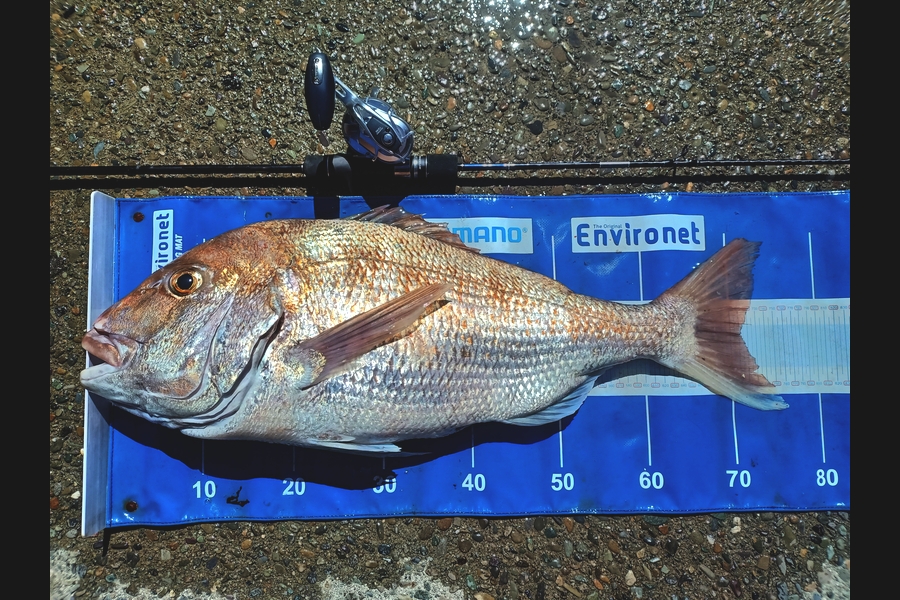Trent Wales caught this 71.0cm Snapper at Tasman bay during The Export NZ Fishing Competition