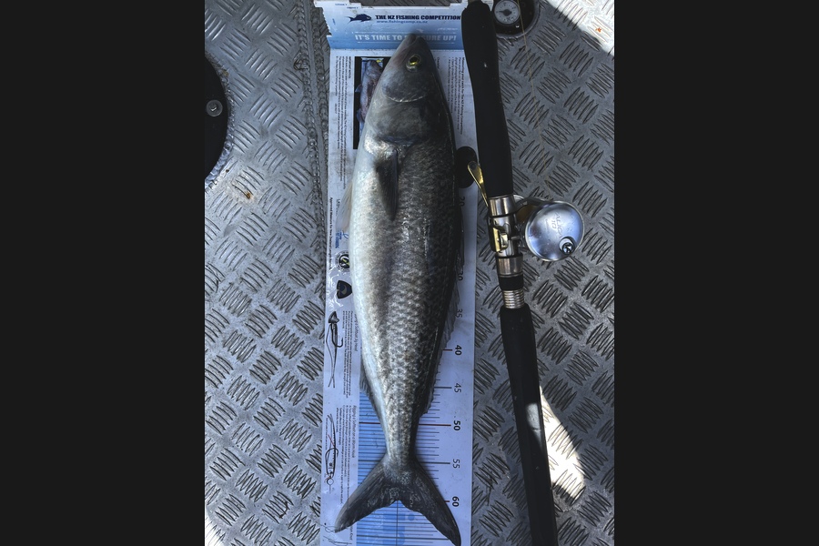Manu Hay-Vega caught this 60.0cm Kahawai at New Plymouth  during The Export NZ Fishing Competition