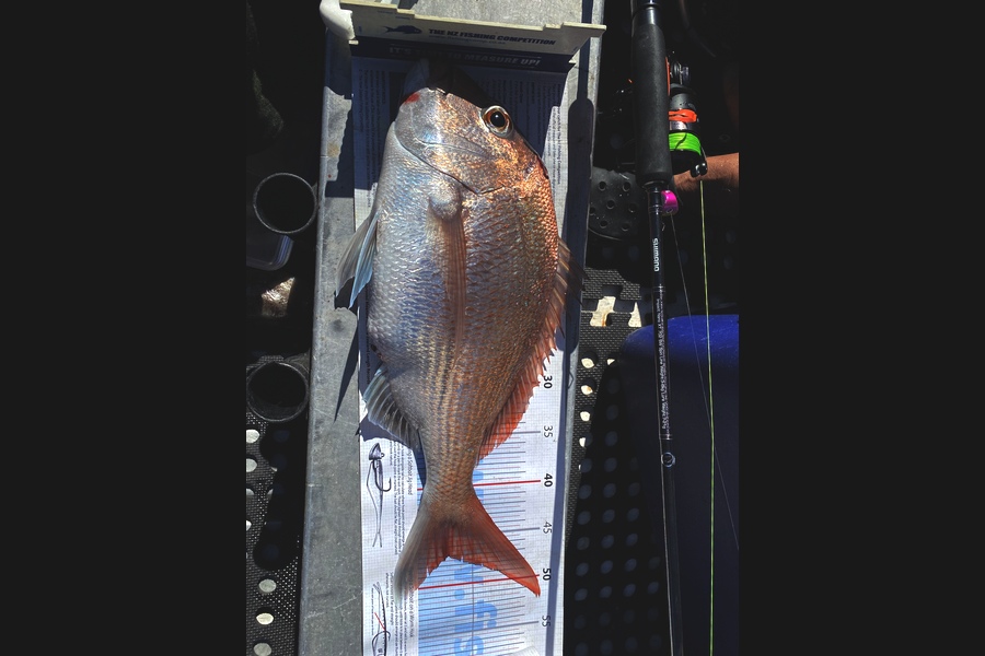 Ben Subritzky  caught this 47cm Snapper at Rangi Channel  during The Export NZ Fishing Competition