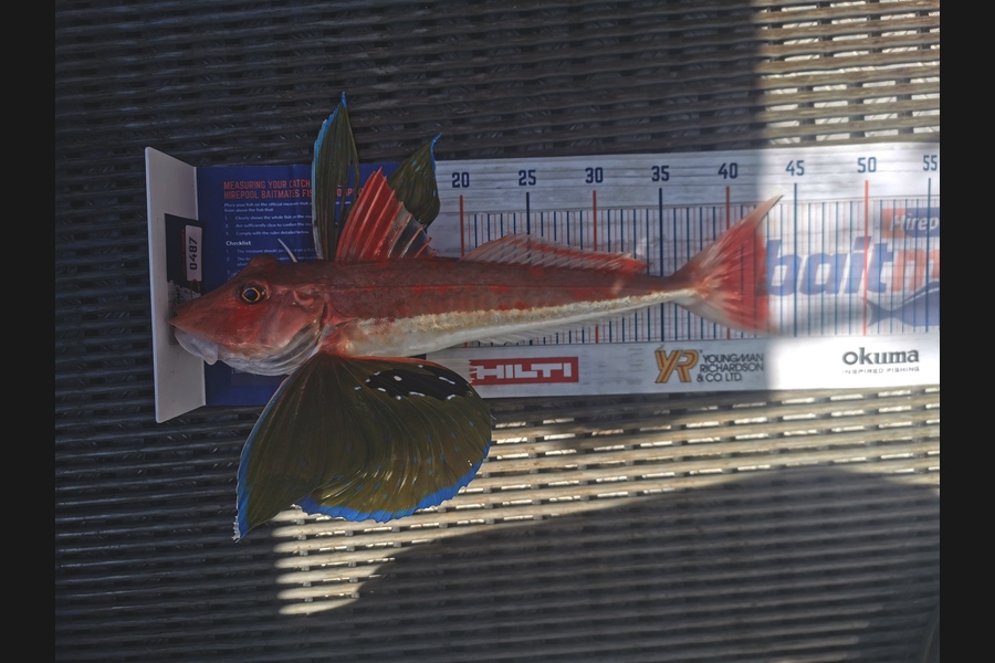 Hayden Markham caught this 43.0cm Gurnard at New Plymouth  during The Export NZ Fishing Competition