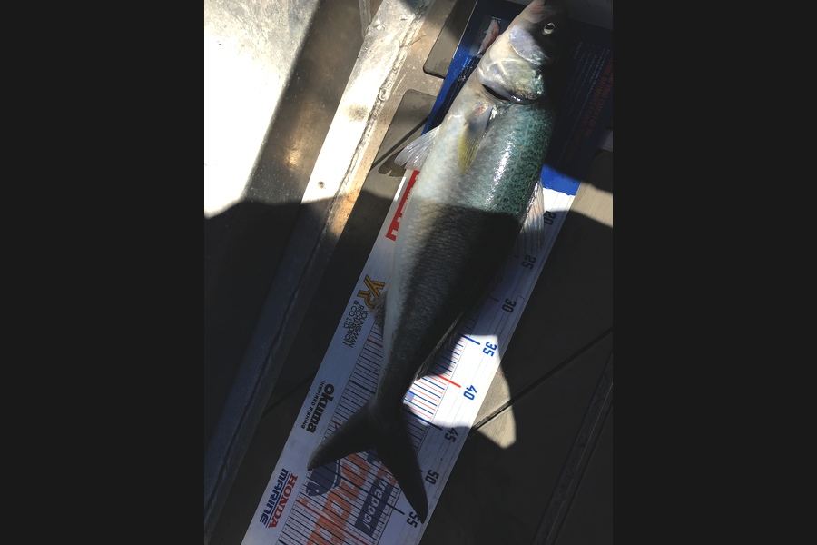 David Monagan caught this 50cm Kahawai at Pourerere  during The Export NZ Fishing Competition