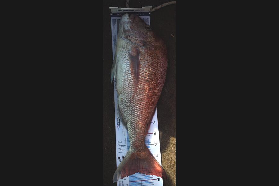Clinton Barnes caught this 76.0cm Snapper at kawau island during The Export NZ Fishing Competition