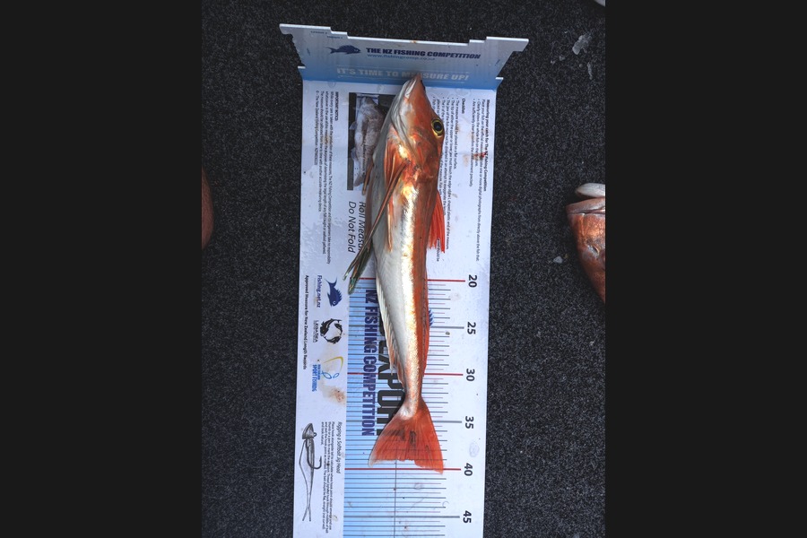 Tony clarke caught this 39.0cm Gurnard at Huia  westcoast during The Export NZ Fishing Competition