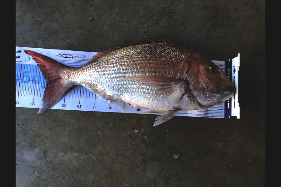 Graeme Gee caught this 61.0cm Snapper at Mana during The Export NZ Fishing Competition