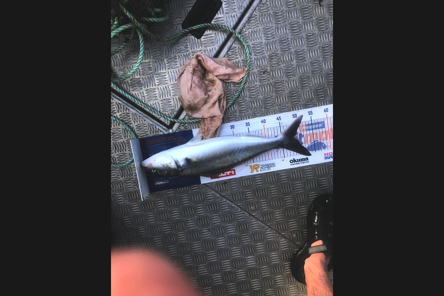 David Monagan caught this 49.0cm Kahawai at Pourerere  during The Export NZ Fishing Competition