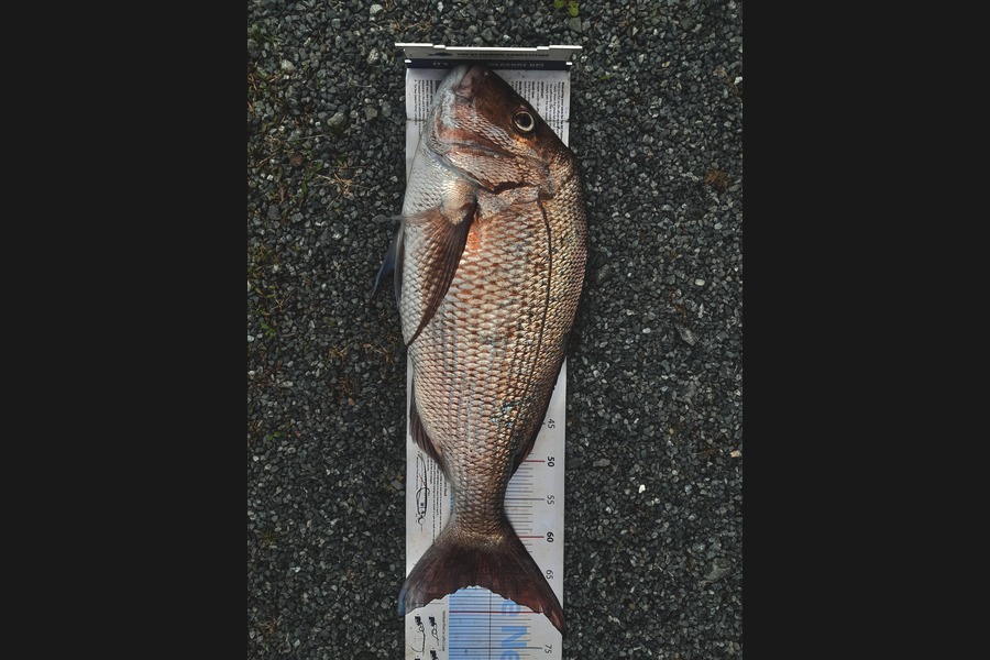 Steven Day caught this 66.5cm Snapper at Whangarei  during The Export NZ Fishing Competition