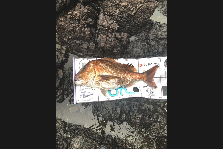 Matt Harrison caught this 71cm Snapper at BOI during The Export NZ Fishing Competition
