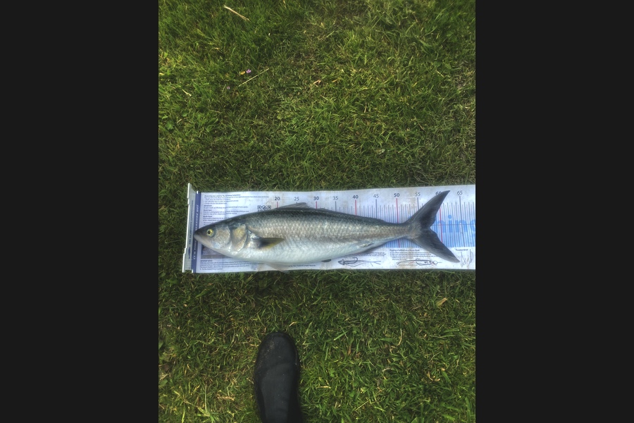 Shane MacRae caught this 57.5cm Kahawai at Ohawe  during The Export NZ Fishing Competition