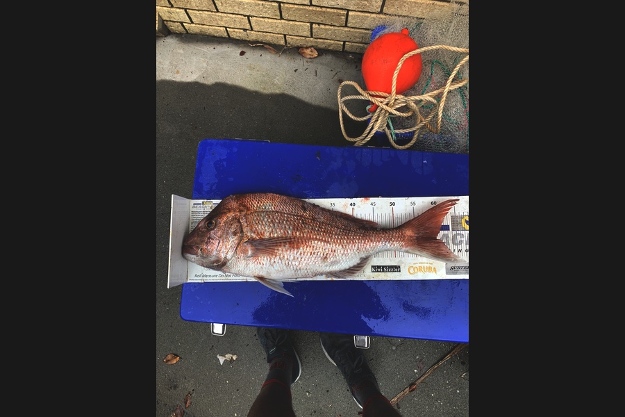 Matt Harrison caught this 60.0cm Snapper at Whangarei  during The Export NZ Fishing Competition
