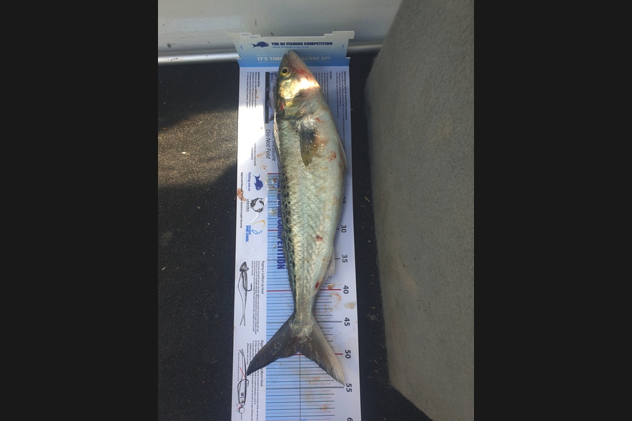 Kory Moorcock caught this 49.5cm Kahawai at Gisborne during The Export NZ Fishing Competition