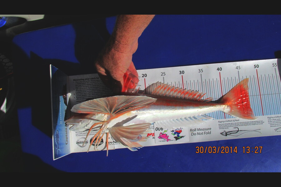 Donna Theobald caught this 47.0cm Gurnard at tasman bay during The Export NZ Fishing Competition