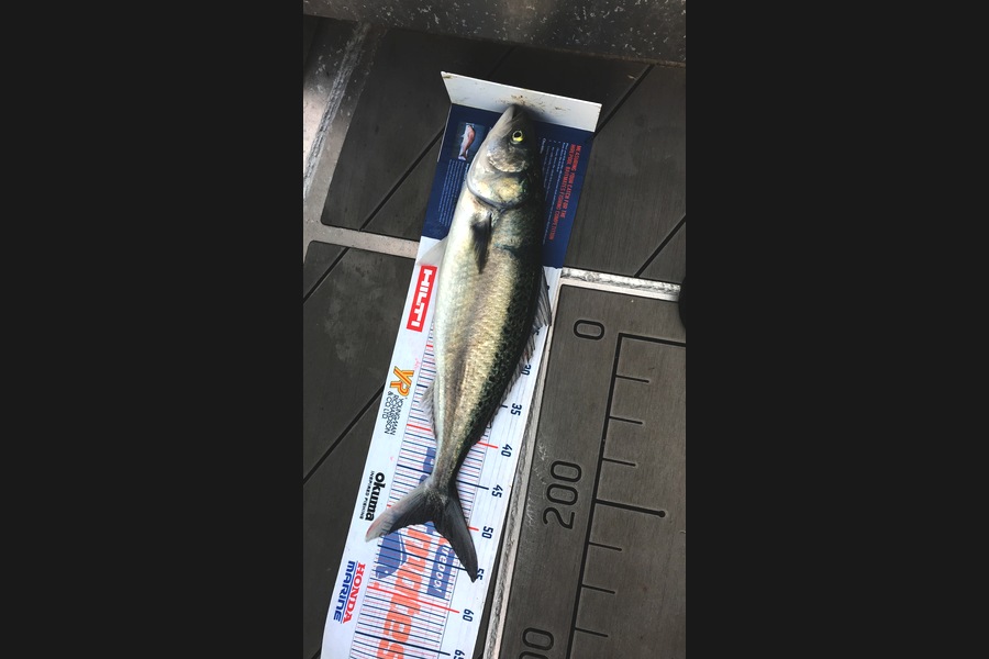 David Monagan caught this 50.5cm Kahawai at Pourerere  during The Export NZ Fishing Competition