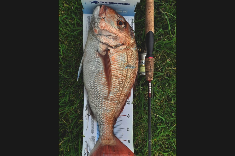 Doug Batchelor  caught this 55.0cm Snapper at Bay of  Plenty  during The Export NZ Fishing Competition
