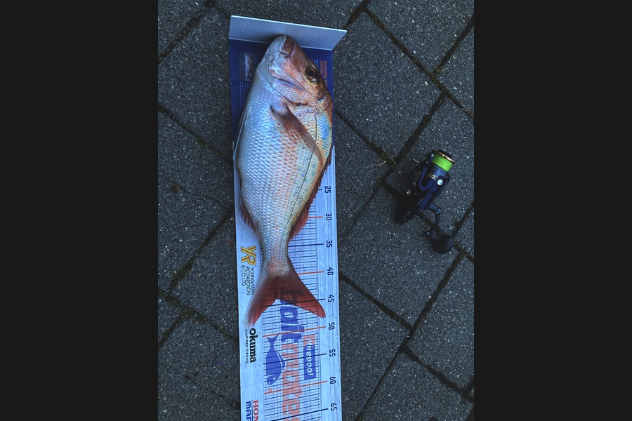 Graeme Duncan caught this 44.0cm Snapper at Bop during The Export NZ Fishing Competition