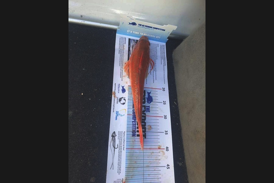 Jaiden Ibbetson caught this 38.0cm Gurnard at Gisborne  during The Export NZ Fishing Competition