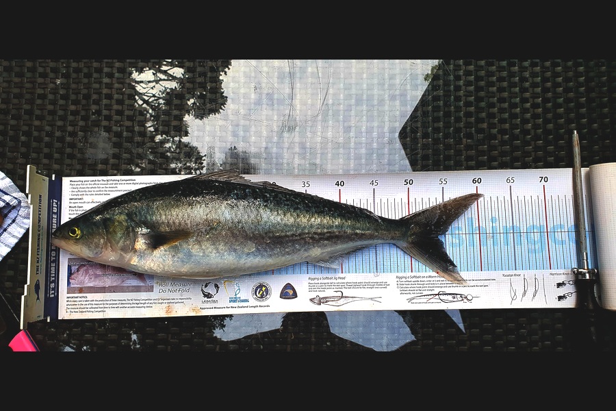 Joshua  Davis  caught this 54.0cm Kahawai at Hauraki gulf during The Export NZ Fishing Competition