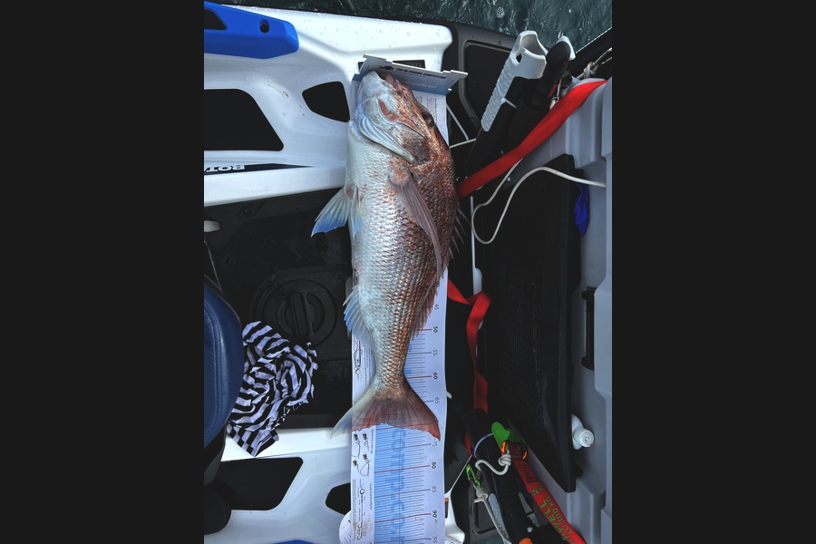 Steve Westlake caught this 68.5cm Snapper at Hauraki Gulf during The Export NZ Fishing Competition