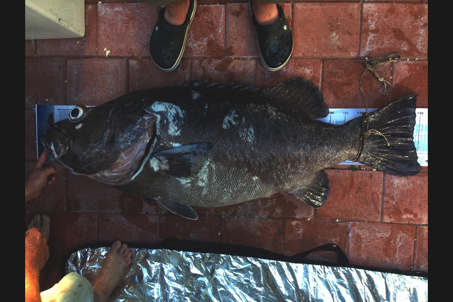 Tony Wiles caught this 128.0cm Hapuku/Bass at Garden Patch during The Export NZ Fishing Competition
