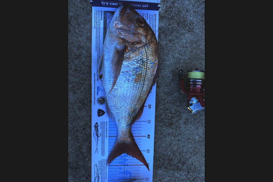 Shane Reed caught this 45.5cm Snapper at Whitianga during The Export NZ Fishing Competition