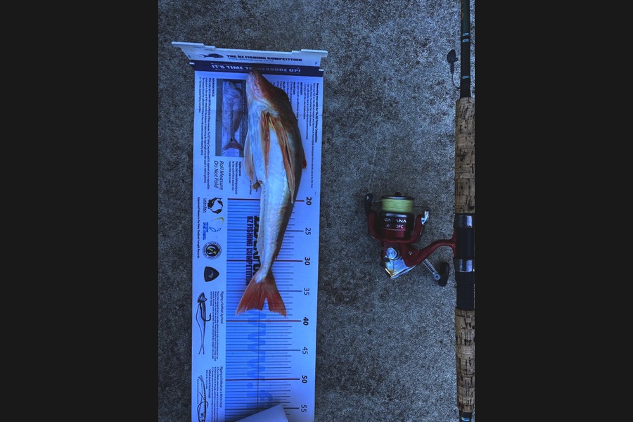Shane Reed caught this 38.0cm Gurnard at Whitianga during The Export NZ Fishing Competition