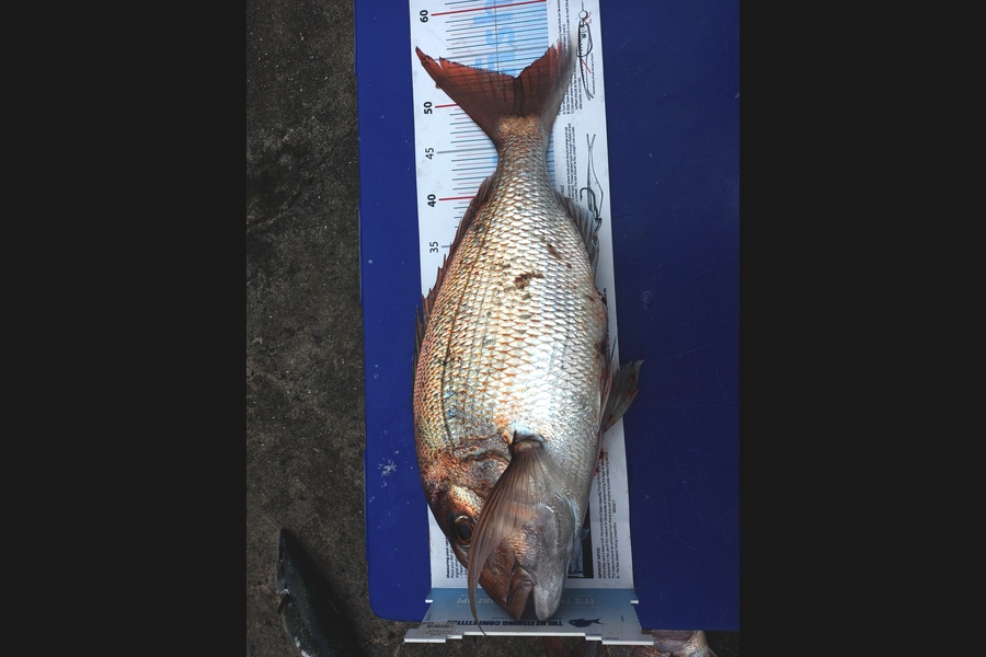 Bruce Hooper caught this 52.0cm Snapper at Ruakaka.  Whangarei  during The Export NZ Fishing Competition