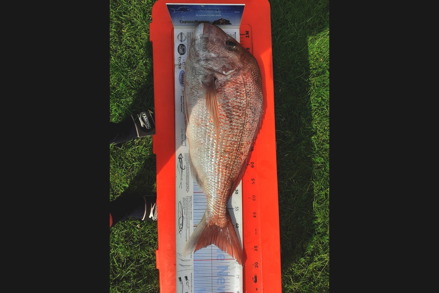 Ivo Jurisich caught this 65.0cm Snapper at Kaipara harbour  during The Export NZ Fishing Competition
