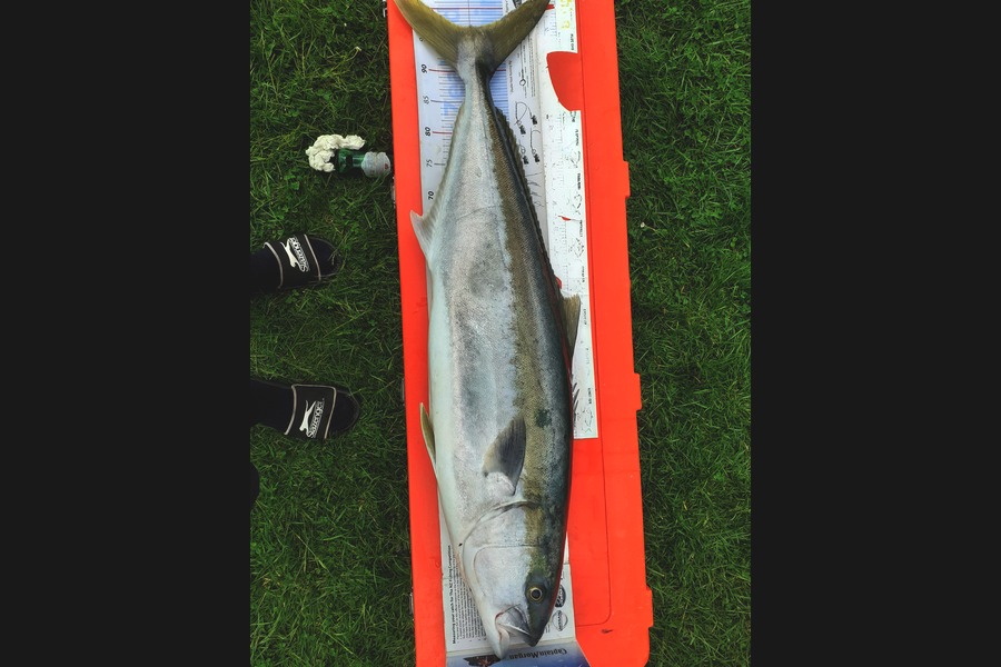 Ivo Jurisich caught this 97.0cm Kingfish at Kaipara harbour  during The Export NZ Fishing Competition