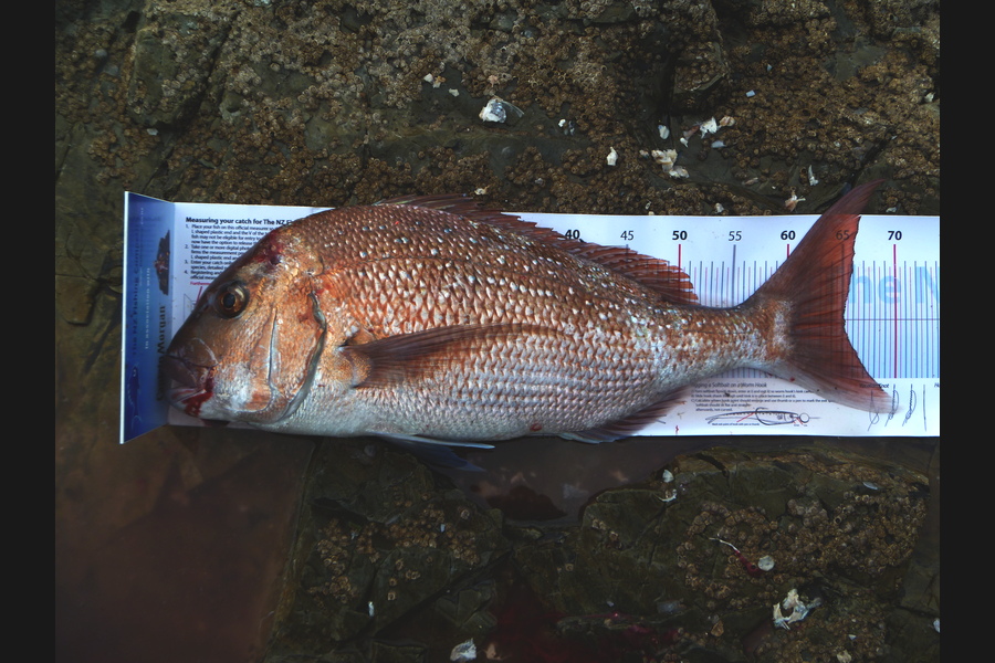 Owen Wills caught this 65.0cm Snapper at coromandel during The Export NZ Fishing Competition