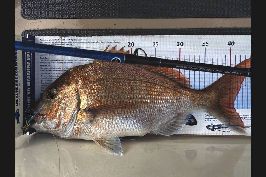 Ian Pedersen caught this 40.5cm Snapper at Coromandel  during The Export NZ Fishing Competition