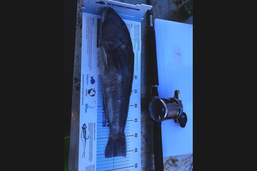 Robert Falconer caught this 46.0cm Blue Cod at New PLymouth during The Export NZ Fishing Competition