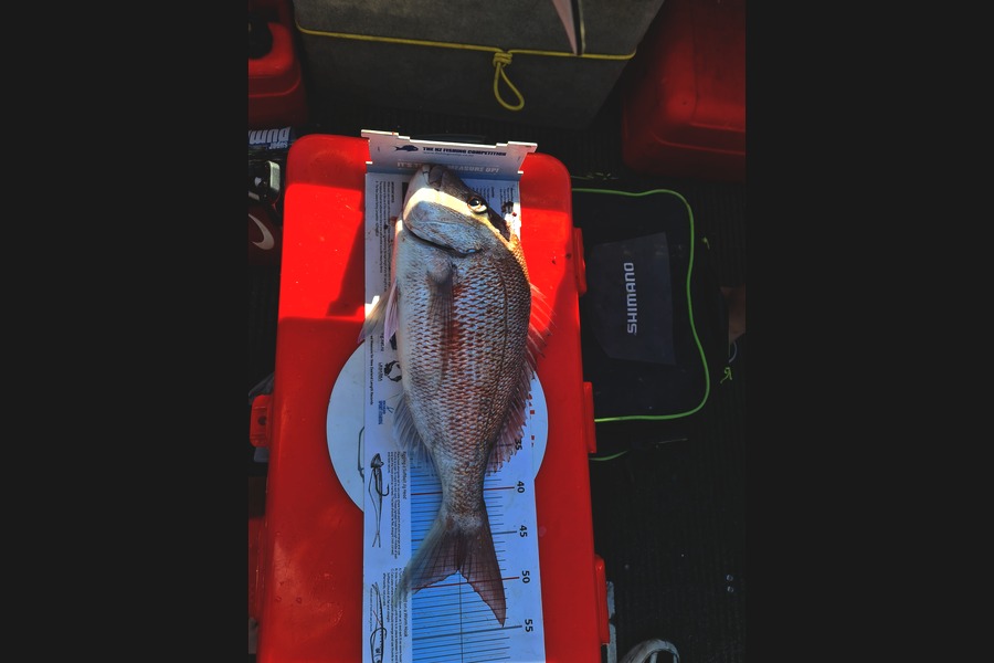 Simon McMillan caught this 48.0cm Snapper at Inner gulf during The Export NZ Fishing Competition