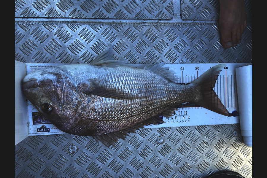 garry ng caught this 55.0cm Snapper at Ahaa rocks during The Export NZ Fishing Competition