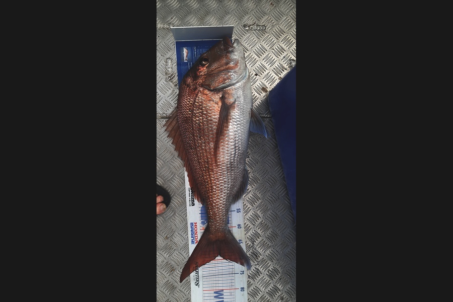 Russell Blomquist caught this 67.0cm Snapper at Whangarei during The Export NZ Fishing Competition