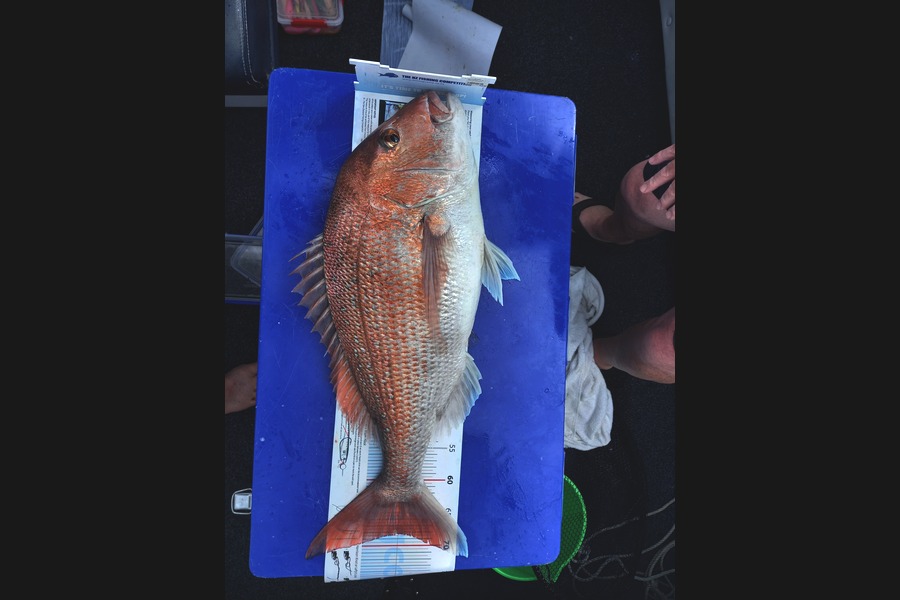 Mike Crawford caught this 68.0cm Snapper at Bay of islands  during The Export NZ Fishing Competition