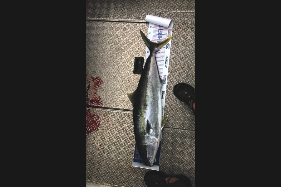 David Monagan caught this 88.5cm Kingfish at Pourerere  during The Export NZ Fishing Competition